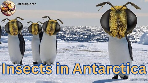 Meet The Only Insect That Lives In Antarctica Year Round