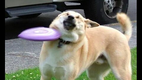 Funniest Animals 2025
