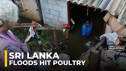 Impact of flooding in Sri Lanka: Poultry industry badly hit, endangering food supplies