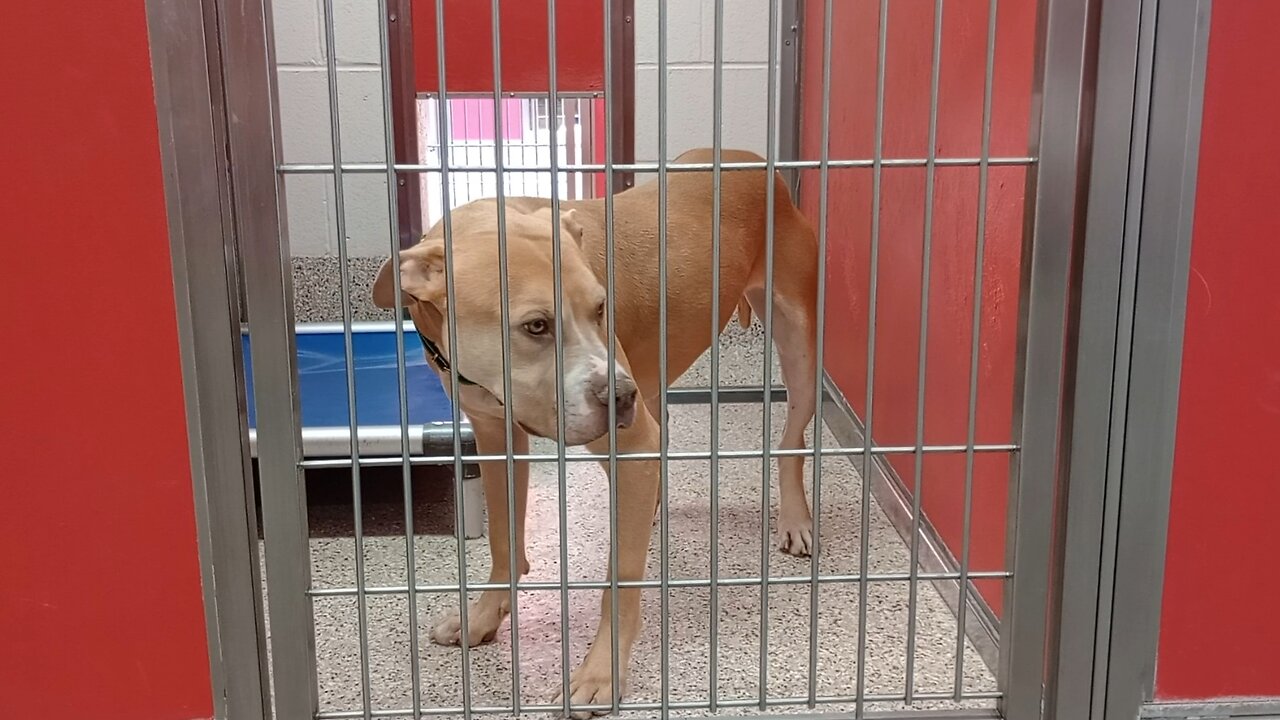 Bolt 1y A827078 kennel 46 pod 2 PACC shelter there was a bit of some nice calmness 4-9-2025