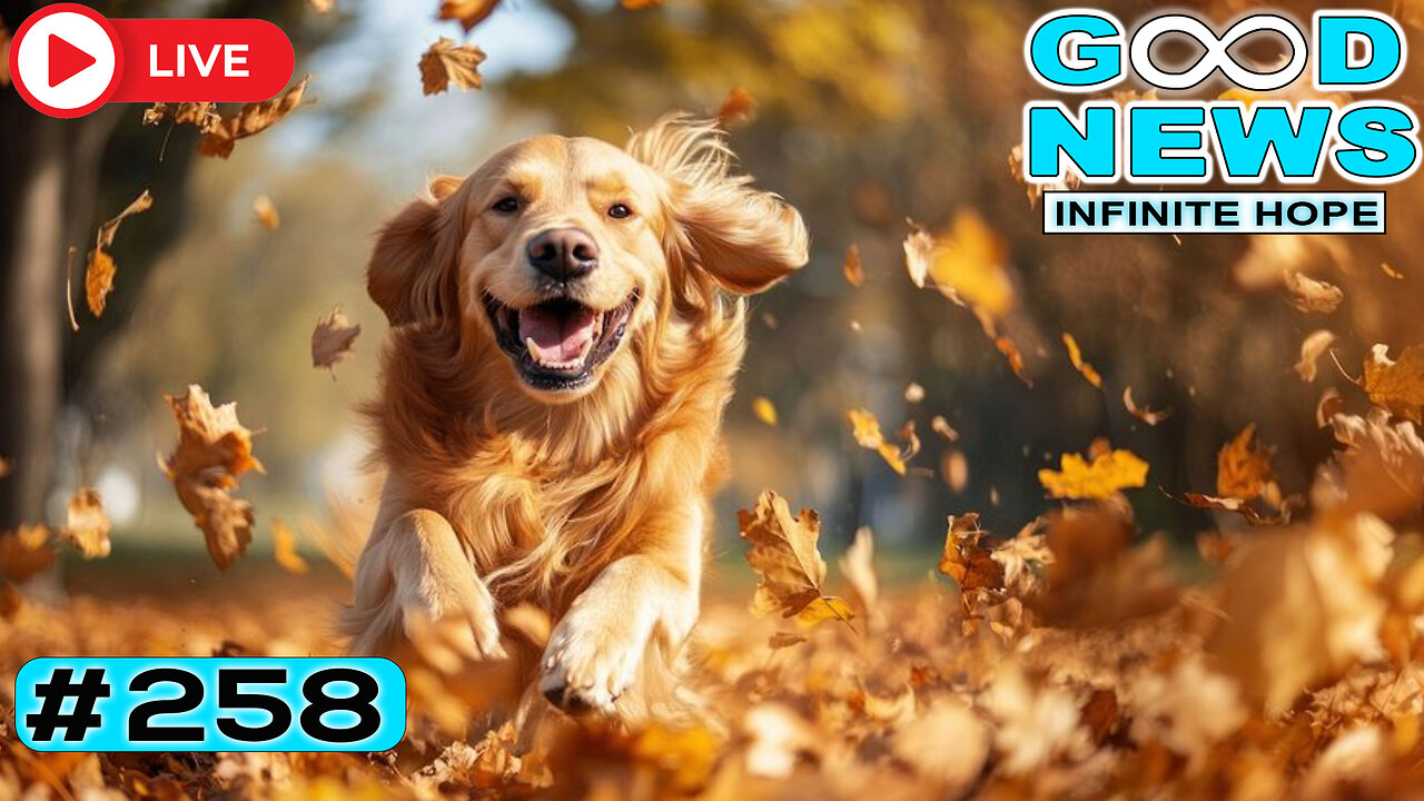 Cat Returns After 400 Days + Bikers Feed Thousands ✨ 🐱 | GOOD NEWS – Infinite Hope #258