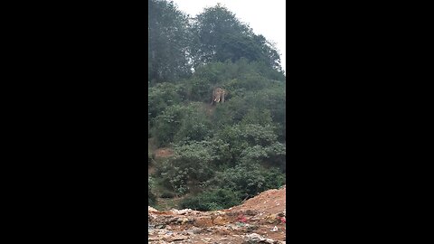elephant