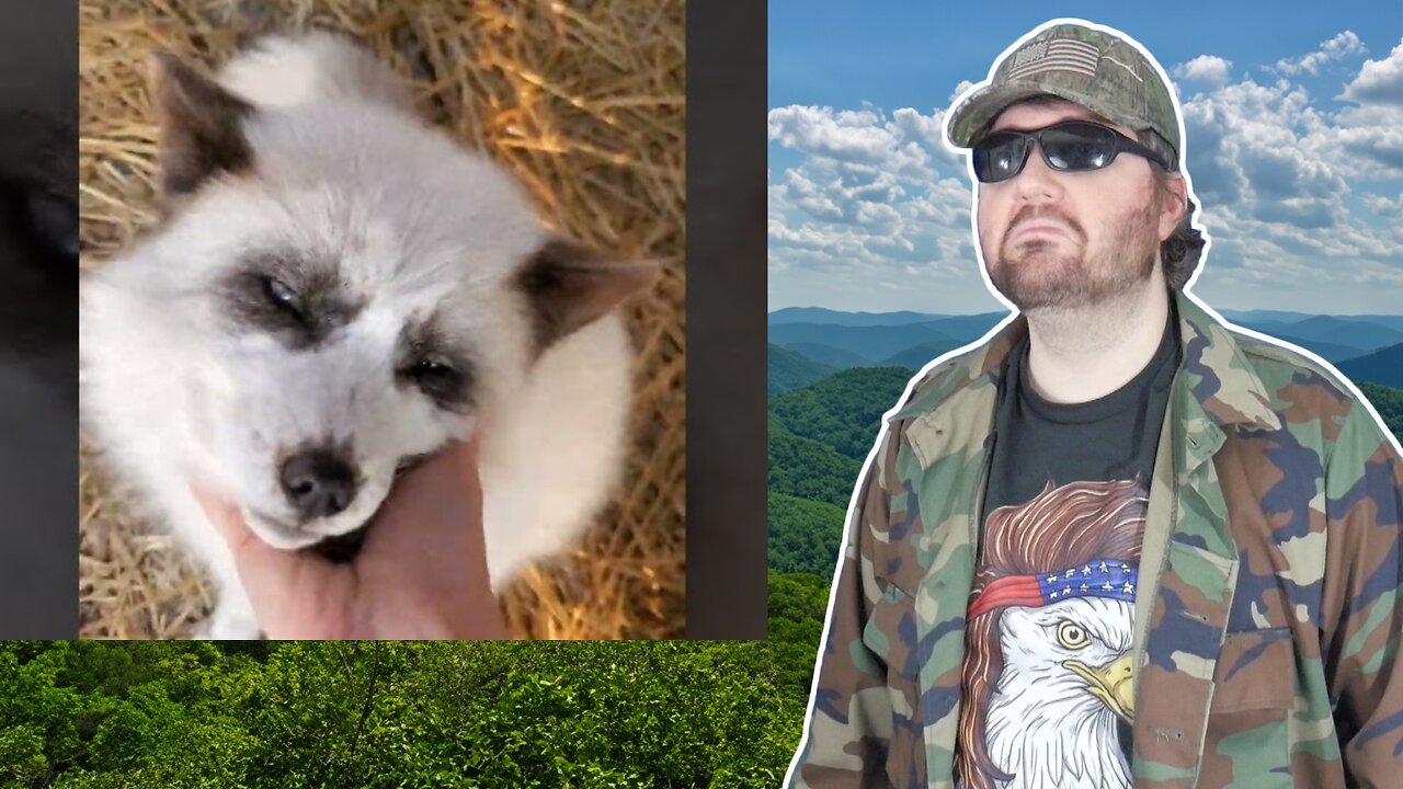 A SaveAFox Morning (SAF) - Reaction! (BBT)