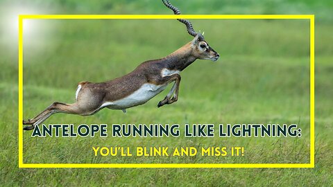Antelope Running Like Lightning: You’ll Blink and Miss It!