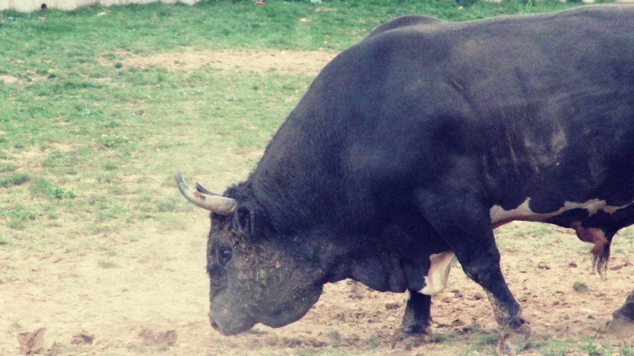 Gavran od Benita vs Kobra od Bajre