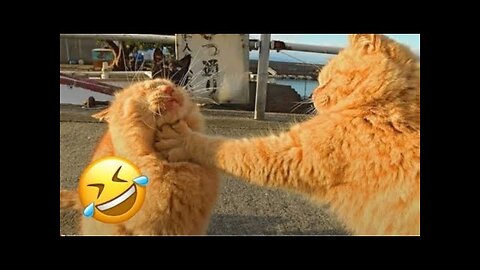 Funny Dogs And Cats Videos 2024 😅- Best Funnies Animal Videos #17