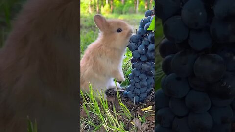 Love yourself well and let everything else go with the wind Cute pet rabbit Cute pet in the country