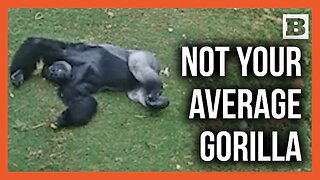 1 Gorilla vs. 100 Raindrops!