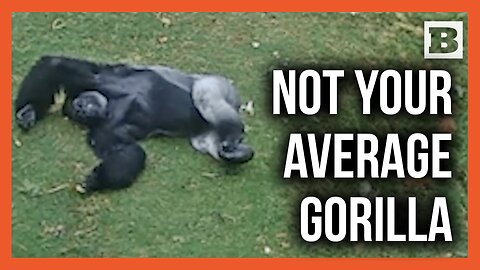 1 Gorilla vs. 100 Raindrops!