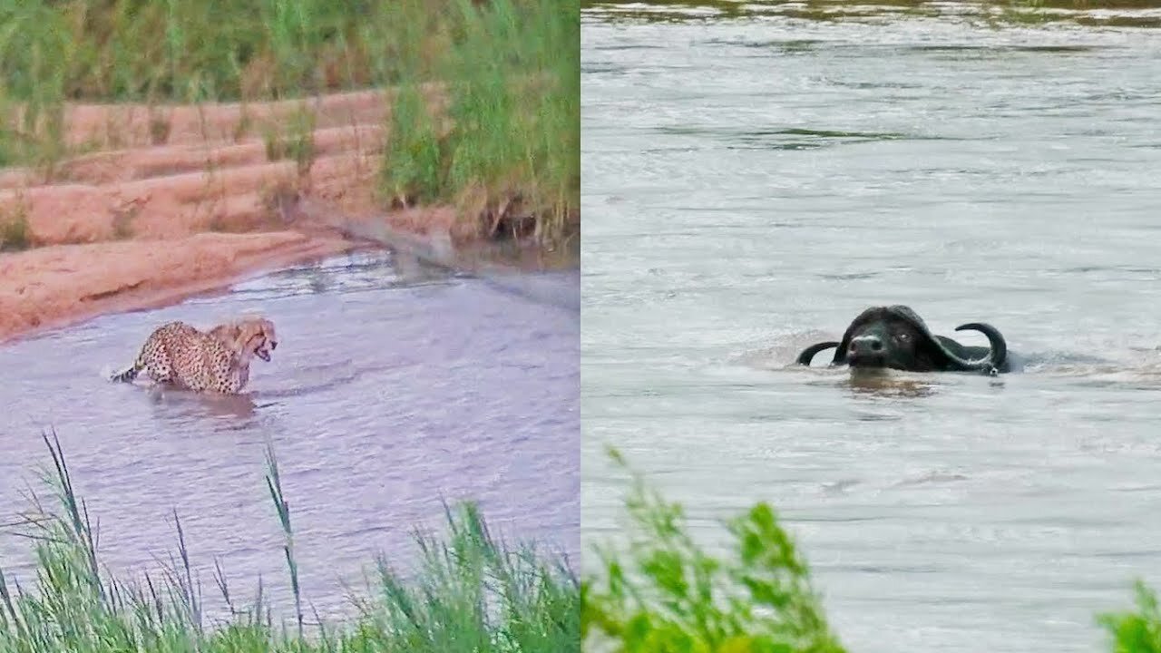 Animals vs Floods