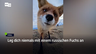 Leg dich niemals mit einem russischen Fuchs an