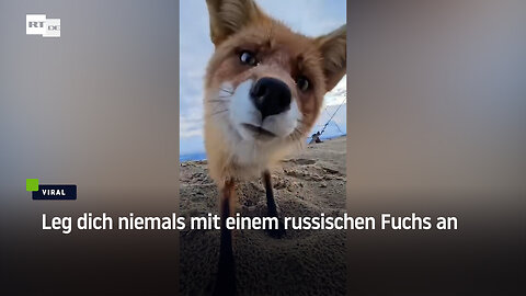 Leg dich niemals mit einem russischen Fuchs an