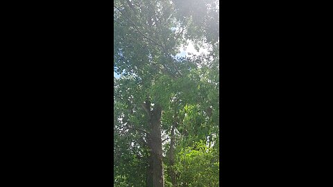 Cottonwood tree