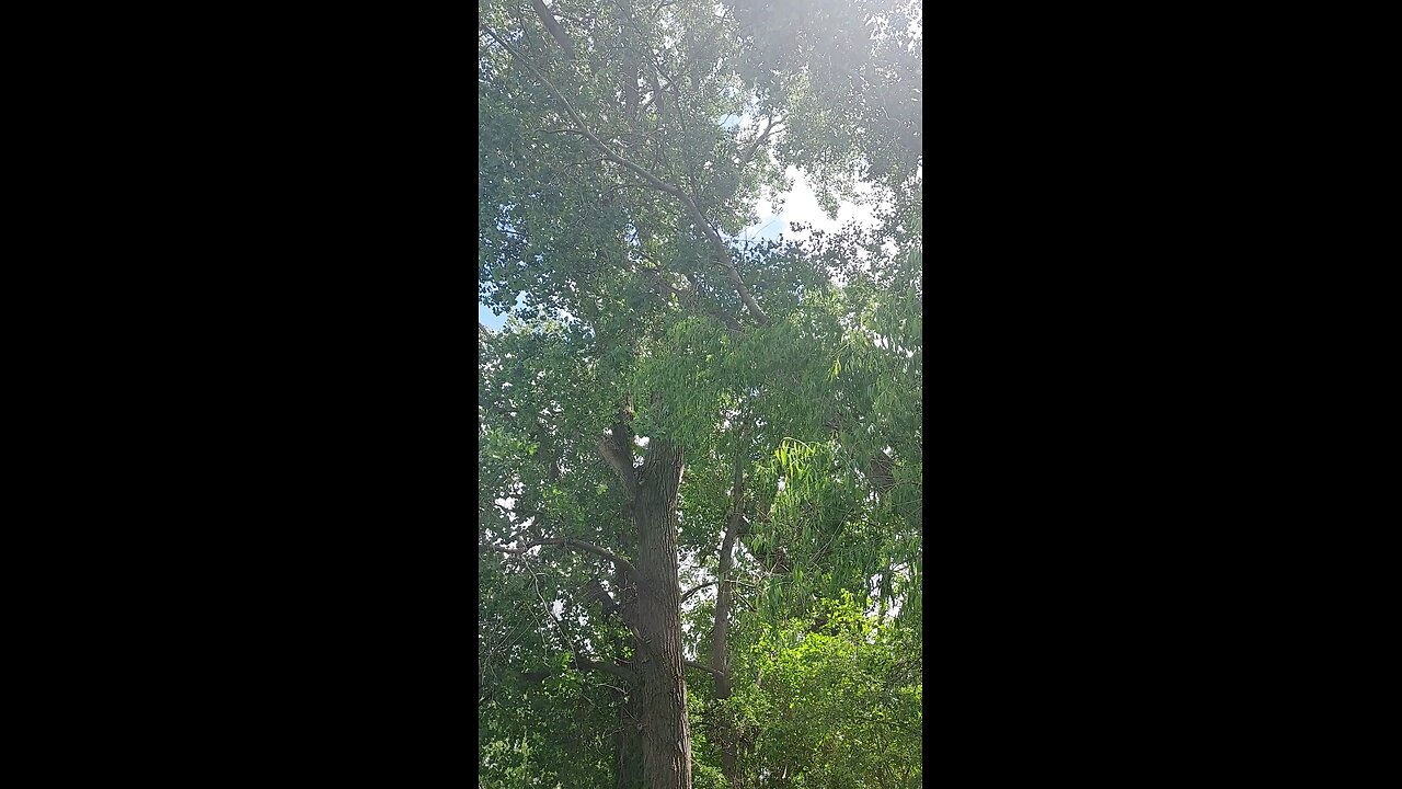 Cottonwood tree