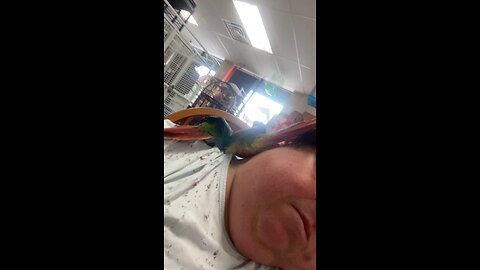 Conure Sisters