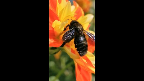 Educational short videos about honey, bees, microbes, and nature’s