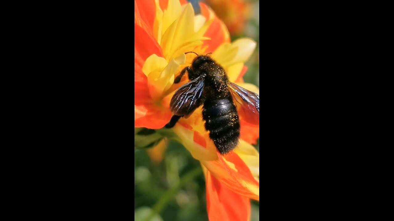 Educational short videos about honey, bees, microbes, and nature’s