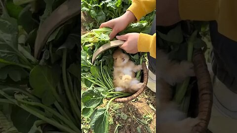The little rabbit fell asleep after eating and eating in the vegetable blue. The cute pet debut