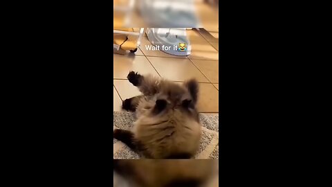 Haha animal