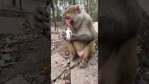 Funny monkey #28