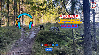 Skogpod 7. september 2025