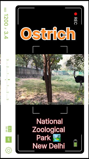 Ostrich Facts: World's Fastest Bird at 70 km/h! Speed, Habitat & Secrets Revealed !