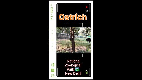 Ostrich Facts: World's Fastest Bird at 70 km/h! Speed, Habitat & Secrets Revealed !