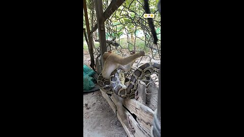 monkey 🐒 snack 🥨 fight on start