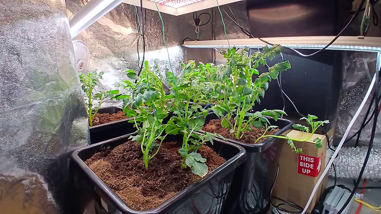 Growing Potatoes Indoors