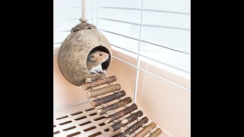 2-in-1 Climber and House, with Wood Ladders, for Hamster, Squirrel, Bird & More