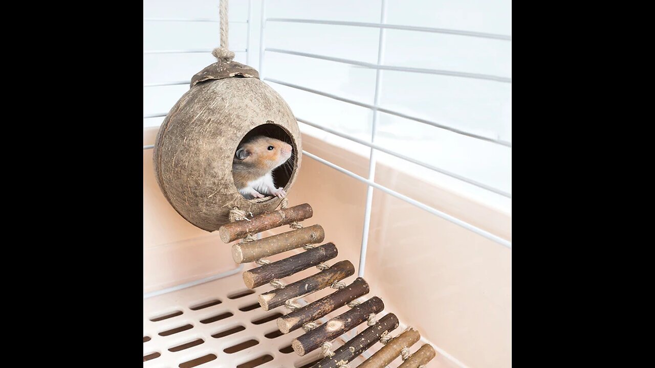 2-in-1 Climber and House, with Wood Ladders, for Hamster, Squirrel, Bird & More