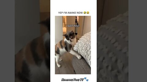 Funny animals 2024😂- Funniest Cats and Dogs Video😹🐶 #33