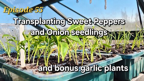 Transplanting Sweet Peppers and Onion seedlings. Growing from seed adventure.
