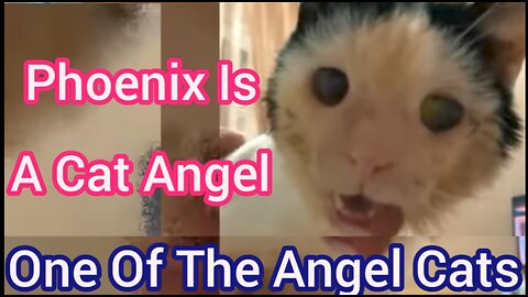 Phoenix Is A Cat Angel, One Of The Angel Cats