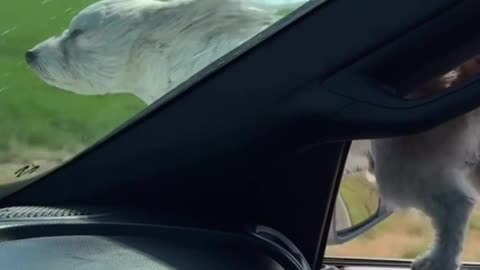 Dog Dangerously Hangs Out Car Window