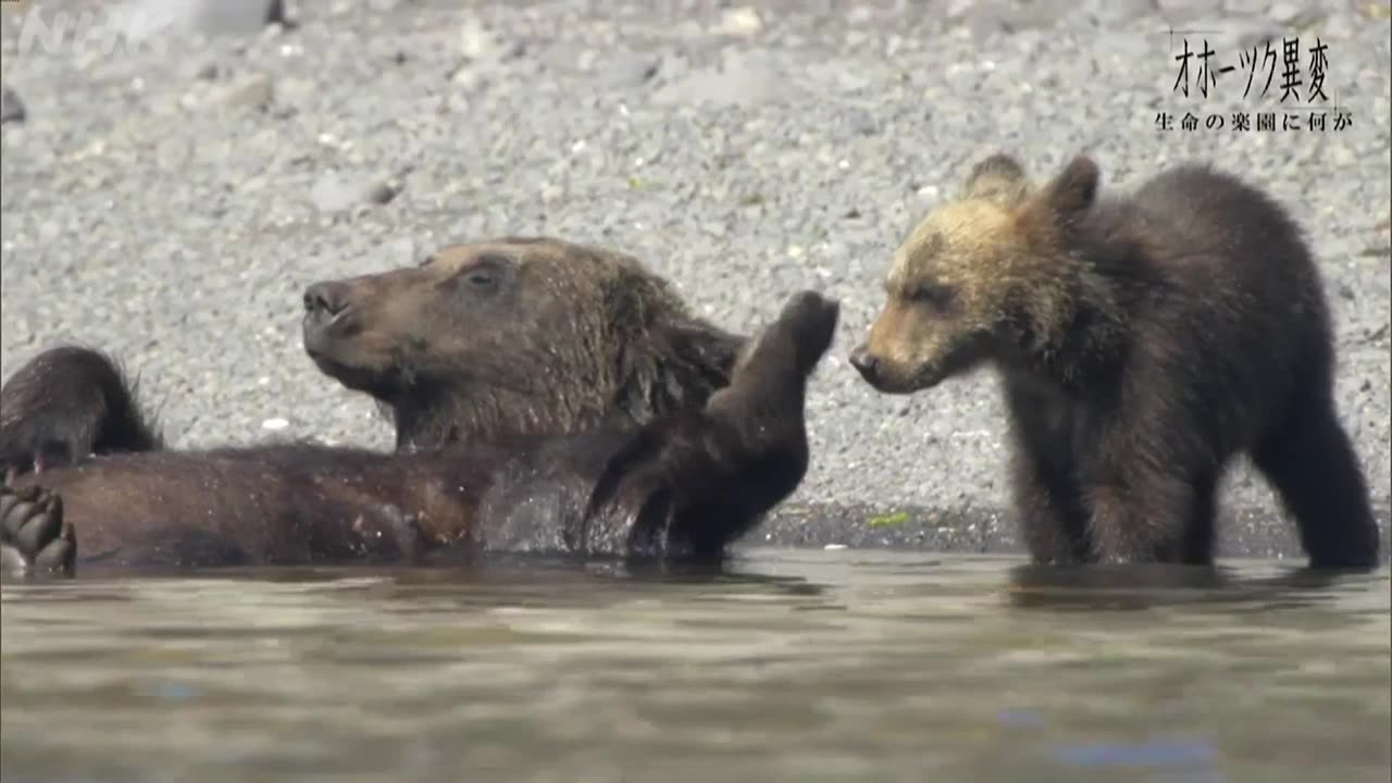 北海道道 オホーツク異変～生命の楽園に何が～