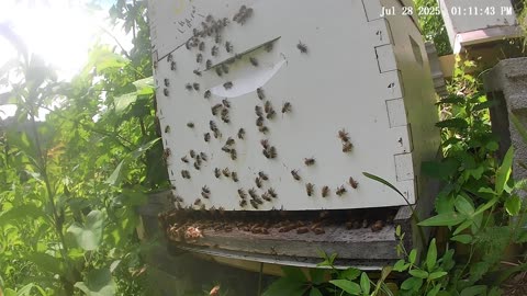 Bees on Monday at Noon