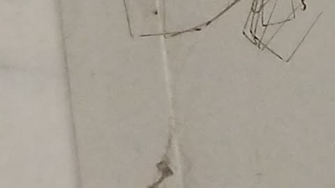 Spider verse Beatle