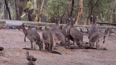 Kangaroo diaries only in Australia 🇦🇺