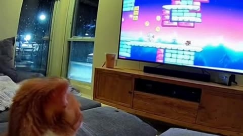 Cat plays Super Mario on Playstation5