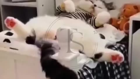 Fun pet