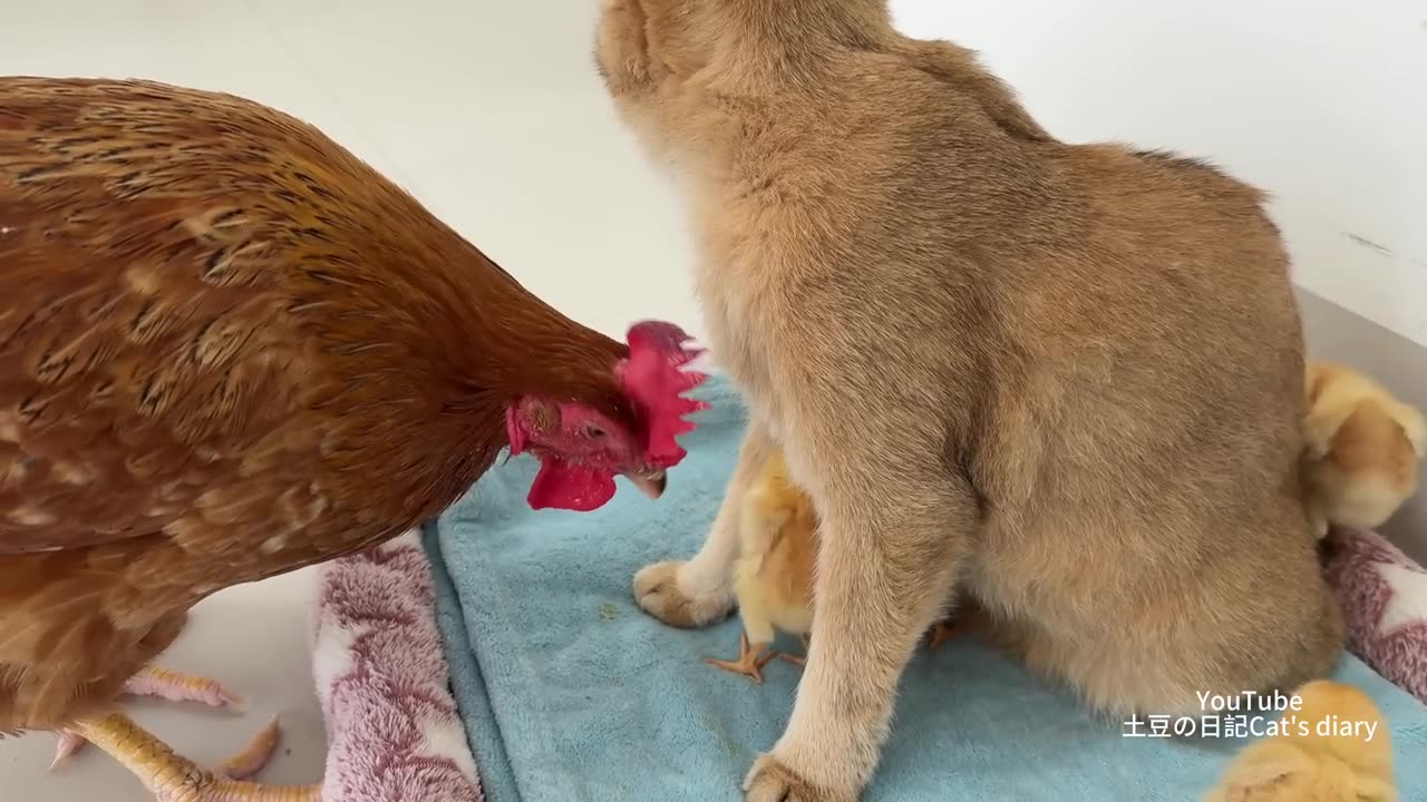 Cat, hen and chicks