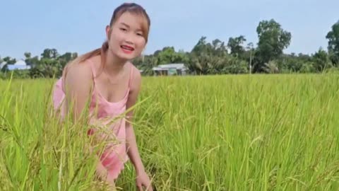 Fish Trap in the Rice Field Yields a Good Catch for Dinner