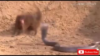 KING COBRA Vs MUSANG