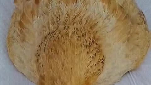 A hen that understands worldly wisdom