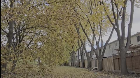 Daily Horoscope | Leo 🌟