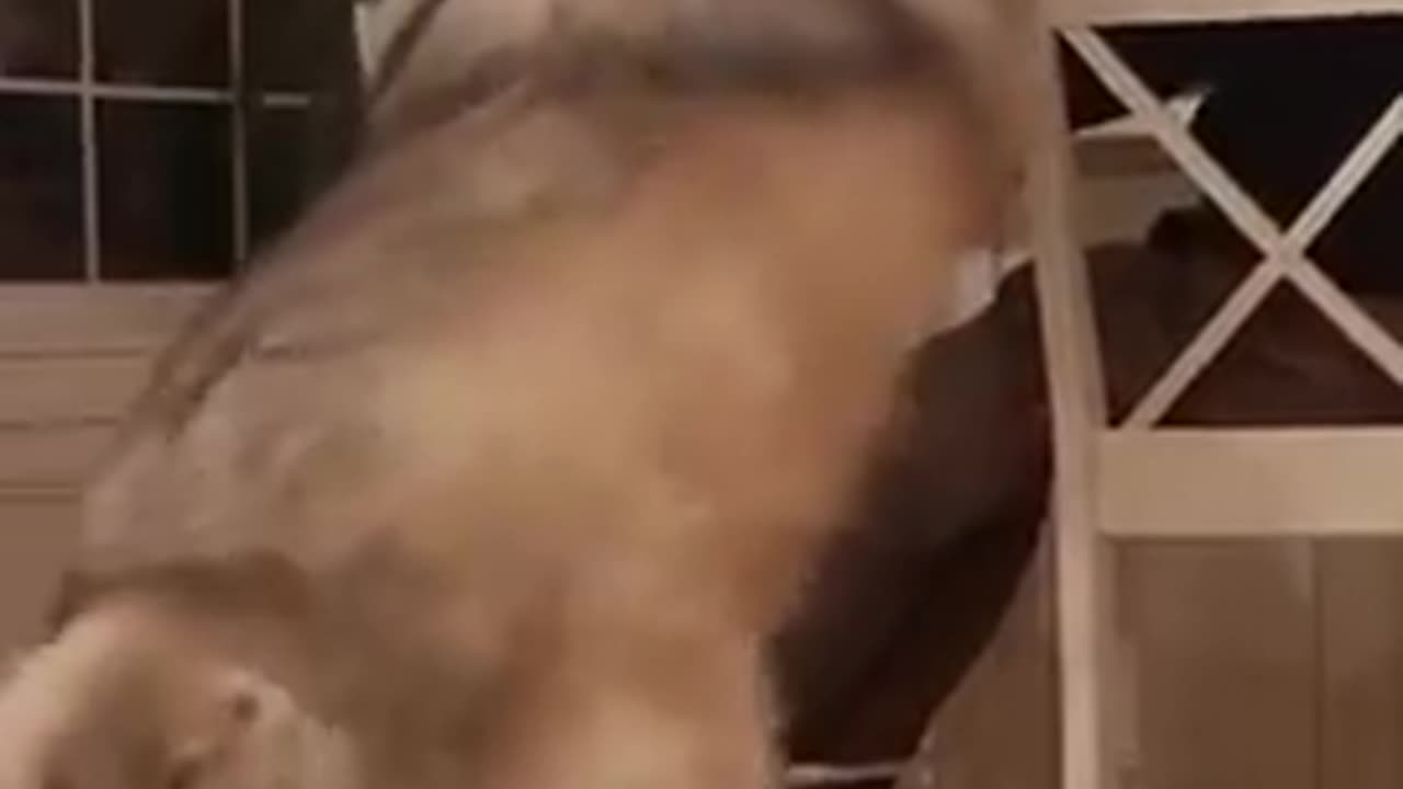 Now this is a BIG DOG!