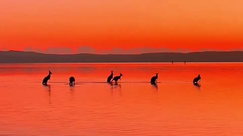 Sunrise & roos 🦘