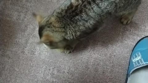 Cat eating chips