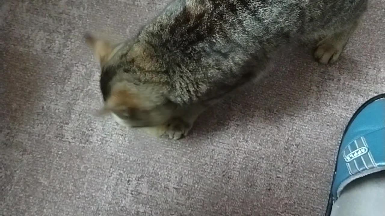 Cat eating chips